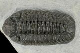 Adrisiops Weugi Trilobite - Recently Described Phacopid #115230-4